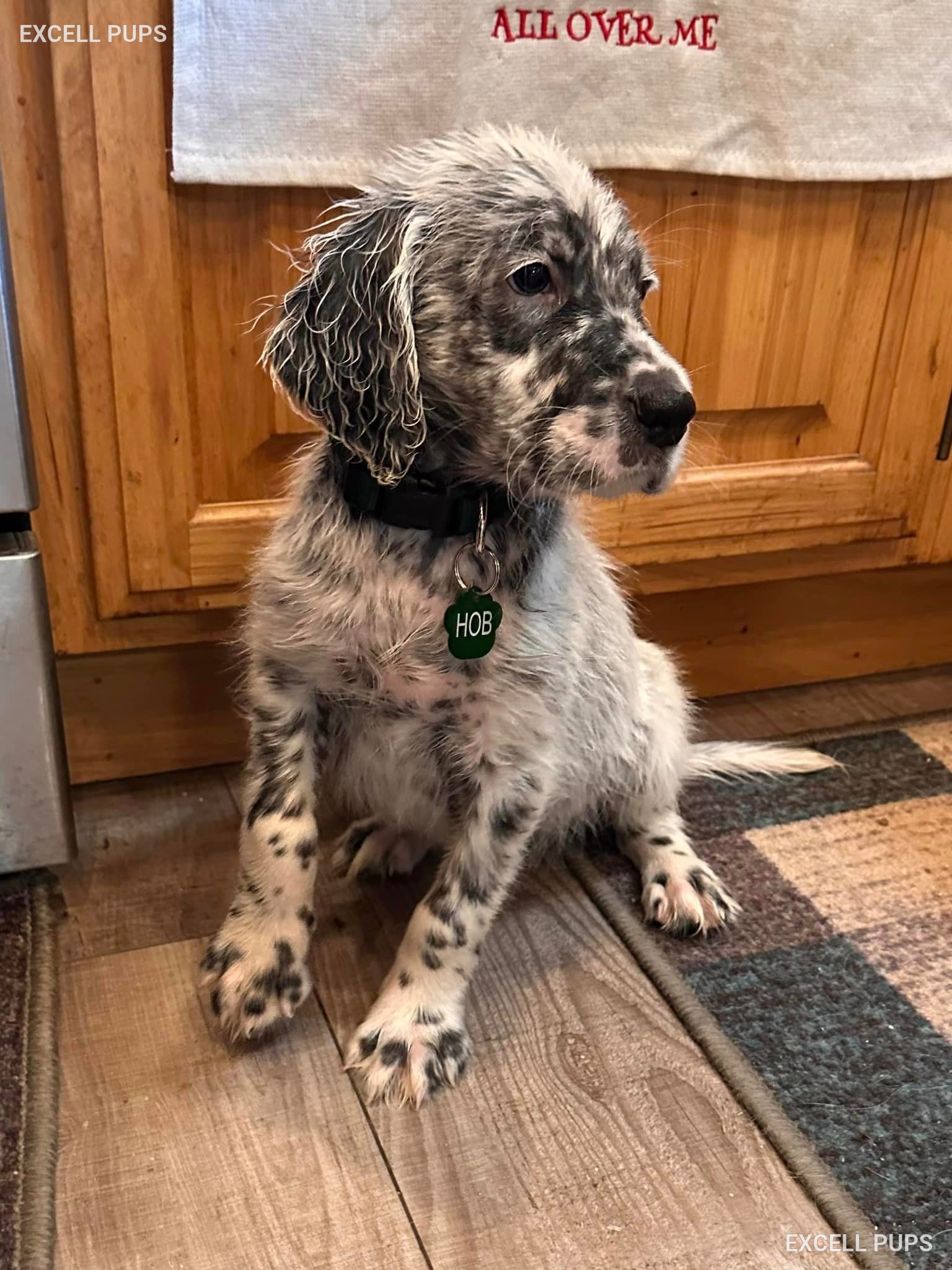 Hob - English Setter puppy